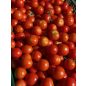 Bejbino F1 koktélparadicsom palánta