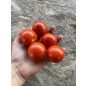 Bejbino F1 koktélparadicsom palánta