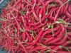 Chili paprika 