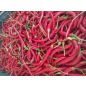 Chili paprika