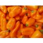 Paprika - Hamik