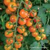 Honeycombe F1 koktélparadicsom palánta