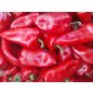 Paprika - Kápia