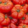 Marmande paradicsom palánta