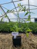 Moly F1 paradicsom palánta