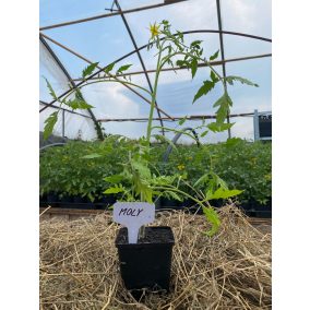 Moly F1 paradicsom palánta