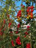 Moly F1 paradicsom palánta