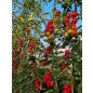 Moly F1 paradicsom palánta